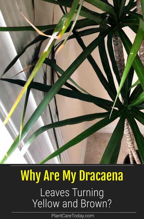 All types of Dracaena plants grow in very similar conditions. Consistent, moderate humidity, moist (not wet) soil, bright indirect light. If any of these conditions are lacking, your Dracaena may display yellow leaves. Dracaena Plant Care, Dracena Plant, Dragon Tree Plant, Dracena Marginata, Houseplant Tips, Dracaena Sanderiana, Dracaena Plant, Dragon Tree, Indoor Plant Care