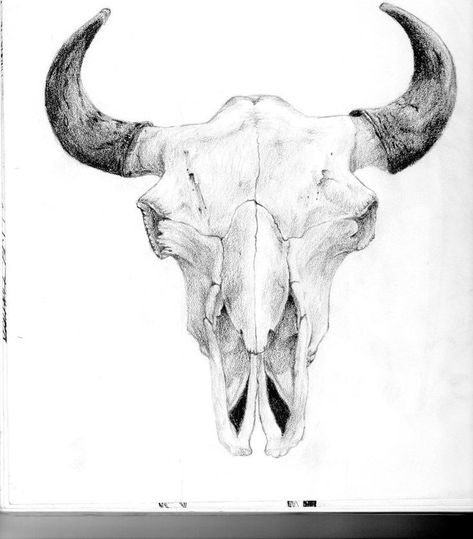 Cape Buffalo Skull, Buffalo Skull Tattoo, Skull Photo, Bull Skull Tattoos, Skull Drawings, Cape Buffalo, Bison Skull, Cow Drawing, Bull Tattoos