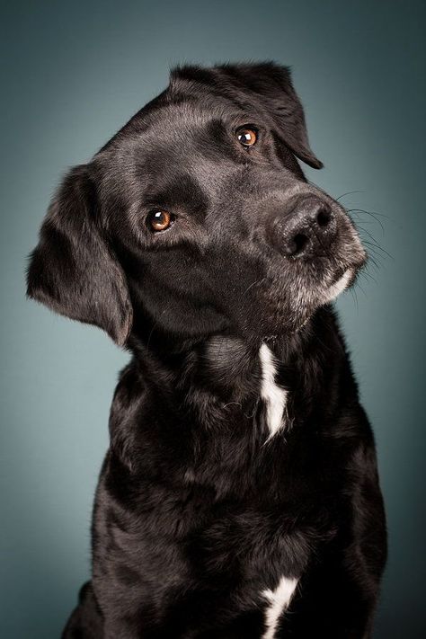 So Adorable! Labrador Noir, White German Shepherd, White Chest, Pet Pet, Black Labrador Retriever, Cutest Animals, Labrador Puppy, Labrador Retriever Dog, White Dog