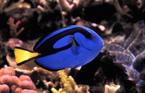 The palette surgeonfish, or blue tang, is the star of Disney-Pixar's latest film Finding Dory—the much anticipated sequel to the 2003 blockbuster Finding Nemo. Ocean Mysteries, Marine Scientist, Tang Fish, Blue Tang, Undersea World, Beyond The Sea, Fish Supplies, Marine Fish, Exotic Fish