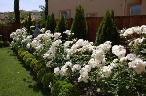 Beautiful white Iceberg roses in full bloom Roses Bush, Iceberg Roses, Rose Hedge, White Garden Roses, Front Landscaping, Italian Garden, Moon Garden, Rose Trees, Hybrid Tea Roses