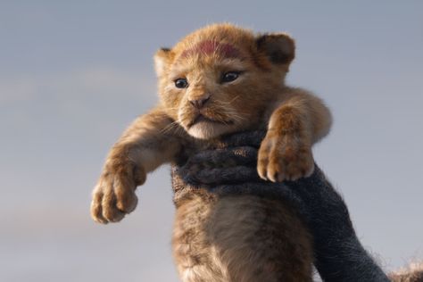 The Lion King 2019, Lion King 2019, Watch The Lion King, Latest Hollywood Movies, Disney Live Action Movies, Lion King Movie, Lion King 2, Disney Live, Scary Mommy