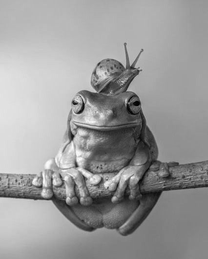 Wild Animals Photography, Quality Tattoo, Boho Art Drawings, Animals Photography, Frogs, Animal Drawings, Black And White, Tumblr, Tattoos