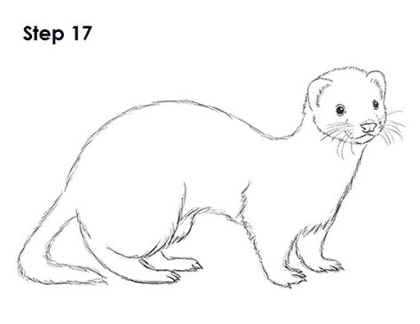 Ferret Drawing 17 Ferret Drawing, A Ferret, Ferret, To Draw, Step By Step, Period