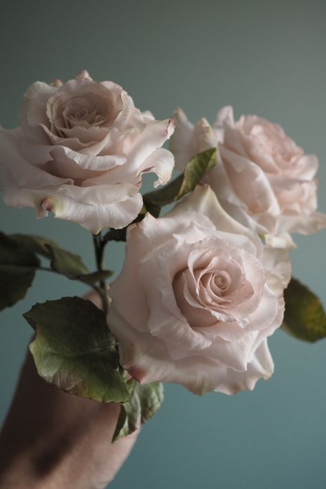 Three pale dusty pink rose sugar flowers with accompanying foliage Gum Paste Roses Tutorial, Gum Paste Flowers Tutorials Step By Step How To Make, Gumpaste Roses Tutorial, Fondant Flower Tutorial Step By Step, Gumpaste Flowers Tutorial, Gumpaste Leaves, Fondant Rose Tutorial, Gumpaste Roses, Quicksand Rose