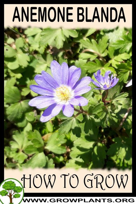 How to grow Anemone blanda - All gardening information grow and care, amount of water, sun exposure, planting season, blooming season, hardiness zone, height of the plants, pruning season, pests and diseases, growth speed, uses of the plant, flowers color , if it’s grow as houseplant, tips and much more #gardening, #flowers, #plants Anemone Blanda, Houseplant Tips, Vegetative Reproduction, Growing Strawberries, Grow Plants, Gardening Flowers, Flowers Color, Sun Exposure, Flowers Plants