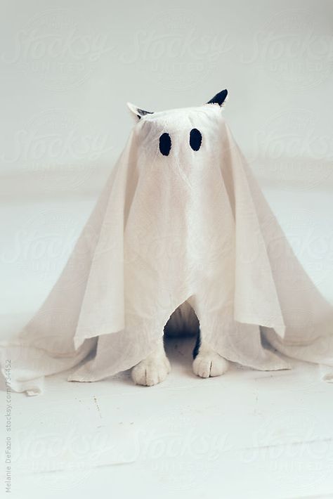 Ghost cat! aka my new favorite stock photo Cutest Cats Ever, Ghost Costume, Ghost Pictures, Ghost Cat, Cat Dresses, Halloween Animals, Cat Costumes, A Ghost, Pet Costumes