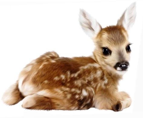 Deer Print, Silly Animals, Baby Deer, Cute Little Animals, Spirit Animal, Baby Animals, Deer, Cute Animals, Kitty