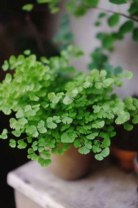 Ferns Houseplant, Maiden Fern Care, Fern Plant Aesthetic, Maidenhair Fern Terrarium, Maidenhair Fern Aesthetic, Fern Plants, Silver Dollar Maidenhair Fern, Indoor Ferns, Maidenhair Fern