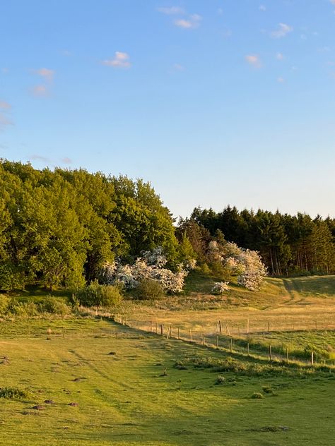 Grass Field Aesthetic, Aesthetic Pictures Summer, Meadow Aesthetic, Golden Hour Field, Meadow Field, Grass Meadow, Nature Cottagecore, Field Aesthetic, Field Fence