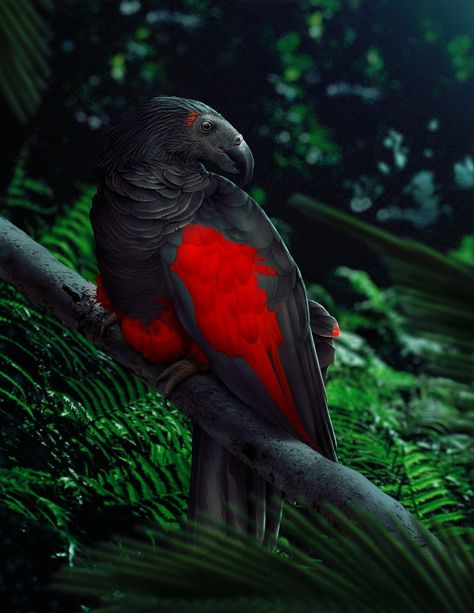 Dracula Parrot, Vampire Parrot, Parrot Fish Aesthetic, Pirate With Parrot, Black Parrot, Grey Parrot Aesthetic, Commission Ideas, Parrot Wallpaper, Red Rumped Parrot