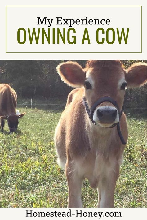 Family Milk Cow, Dexter Cattle, Raising Cattle, Cow Pasture, Raising Farm Animals, Mini Cows, Jersey Cow, Dairy Cow, Farm Lifestyle