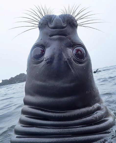 Hi, how are you? Elephant Seals, Harbor Seal, Elephant Seal, Cute Seals, Sea Lion, Ocean Lover, Ocean Life, Deep Sea, Sea Creatures