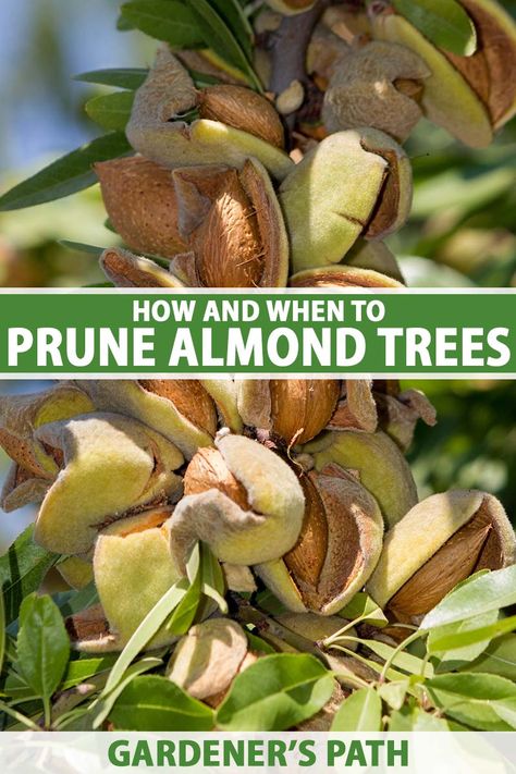 Growing Almonds, Tattoo Plant, Growing Fruit Trees, Almond Tree, Home Vegetable Garden, Backyard Farming, Growing Fruit, Food Garden, Fruit Garden