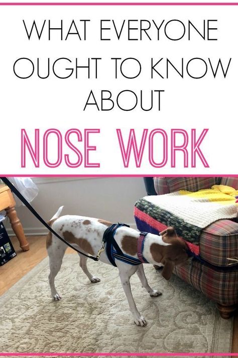 Dog Games Indoor, Nosework Training, Games For Dogs, Dogs With Jobs, Dogs Video, Detection Dogs, Dog Enrichment, Dog Training Advice, Dog Nose