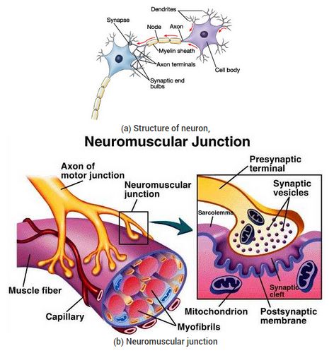 NCERT-Solutions-For-Class-10-Science-Control-and-Coordination-02    #NCERTSolutions #CBSE #NCERTSolutionsforClassScience   #CBSEclass10Science #NCERTClass10Science Class 10 Notes, Neuromuscular Junction, Coordination Exercises, Class 10 Science, Cbse Class 10, Science Study, Science Textbook, Motor Neuron, Class 11