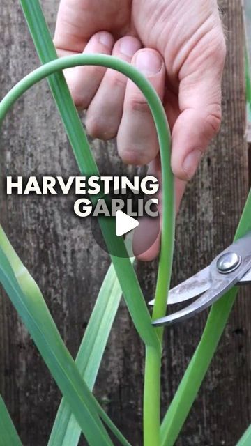 Jordan Mara - Mind & Soil on Instagram: "🧄 Garlic harvesting is nearly here BUT hang tight on harvesting them until these 2 things happen. And let me know in the comments: How is your garlic looking this season?! #growinggarlic #howtogrowgarlic #harvestinggarlic" Harvesting Garlic, Growing Garlic, Things Happen, June 22, Let Me Know, Soil, Garlic, Jordan, Tights