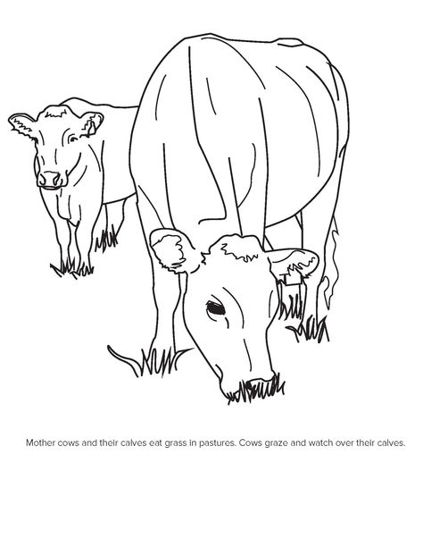 Rodeo Art, Farm Coloring Pages, Cow Photography, Chicken Coloring, Cow Drawing, Cow Colour, Farm Pictures, Barn Animals, Coloring Page Ideas