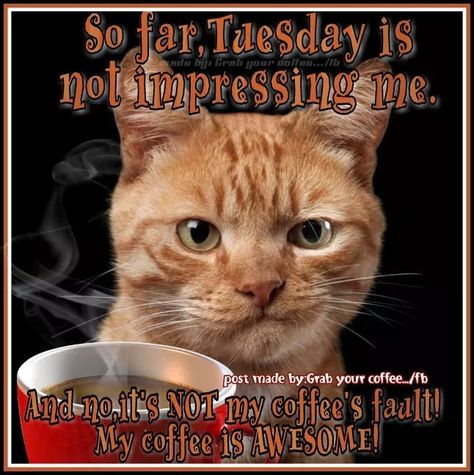 Tuesdsy Tuesday Morning Coffee, Tuesday Quotes Funny, Coffee Meme Funny, Weekly Greetings, Tuesday Coffee, Morning Coffee Funny, Mindful Yoga, Coffee Meme, Coffee Quotes Funny