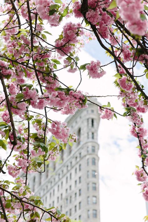 Spring in New York City | Photo Essays | York Avenue Pink Architecture, Frühling Wallpaper, Nyc Wall Art, Nyc Spring, Wall Art Flowers, Spring In New York, New York City Photos, Flatiron Building, Spring Pictures