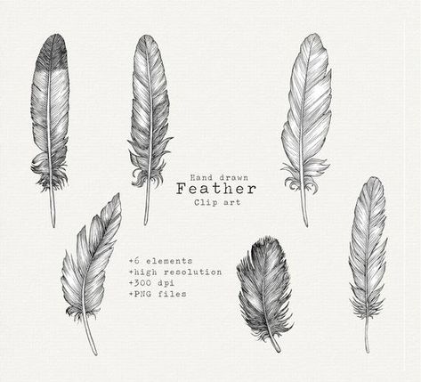 Feather Line Art, Feather Clip Art, Feather Clipart, Insect Clipart, Boho Clipart, Feather Drawing, Hand Clipart, Clipart Vintage, Beautiful Sketches