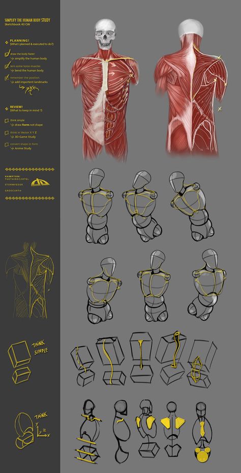 Simplify human body study 43CW by JustIRaziel on DeviantArt Human Anatomy Simplified, Human Body Study, Body Structure Drawing, Human Body Drawing, Body Study, Anatomy Tutorial, Human Anatomy Drawing, Body Drawing Tutorial, 얼굴 그리기