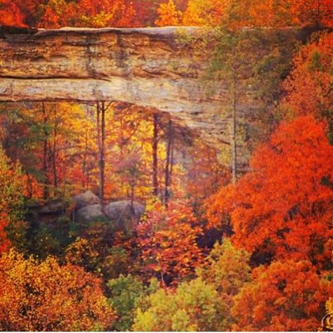 Natural Bridge State Park. Beautiful fall colors in Kentucky. Heaven on earth. Fall Scenes, How To Camp, Kentucky Travel, Eastern Kentucky, Red River Gorge, My Old Kentucky Home, Natural Bridge, Autumn Scenery, Red River