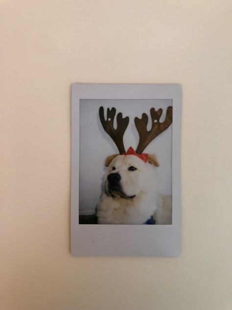 #christmas #polaroid #dogs Dog Polaroid Pictures, Christmas Dog Pictures Photo Ideas, Christmas Poloroid Ideas, Christmas Polaroid Aesthetic, Dog Polaroid, Polaroid Picture Ideas, Polaroid Poses, Polaroid Christmas, Christmas Polaroid