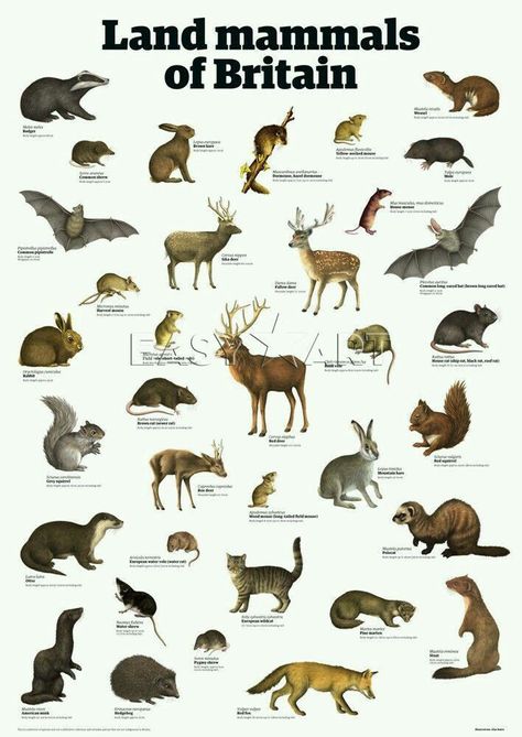 British Nature, Animal Types, 10 Animals, Creative Media, Wild Animals Pictures, Animal Poster, Animal Tracks, British Wildlife, Forest School