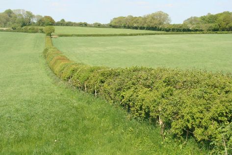 Countryside Hedgerow Regulations in Britain and Northern Ireland. Hedgerow Fence, English Hedgerow, Cornish Hedge, Griselinia Hedge, British Hedgerow Plants, Hedgerows Wild, Stone Hedge England, Forest Creek, Perennial Vegetables