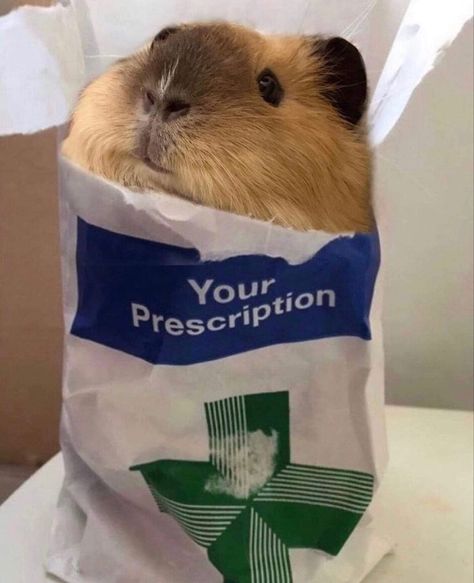 Guinea Pigs Funny, Baby Guinea Pigs, A Hamster, Pet Guinea Pigs, Cute Guinea Pigs, Guinea Pig Cage, Cute Rats, Cute Piggies, Pet Pigs