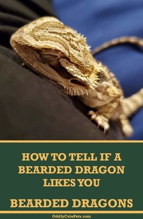 Bearded Dragons Habitat, Bearded Dragon Body Language, Bearded Dragon Behavior, Bearded Dragon Habitat Ideas, Bearded Dragon Enclosure Ideas, Bearded Dragon Food List, Fancy Bearded Dragon, Diy Bearded Dragon Enclosure, Bearded Dragon Hammock