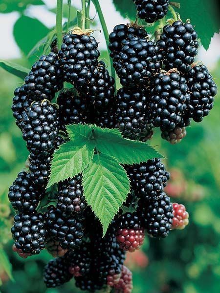 Blackberry Plants, Fruits And Vegetables Pictures, Types Of Berries, Vegetable Pictures, Growing Fruit Trees, Vegetable Planters, Balcony Plants, Fruit Photography, Beautiful Fruits