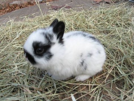 Polish Rabbit Breed, Small Pet Snake, Baby Rabbits Cute, Polish Bunny, Polish Rabbit, Bunnies For Sale, Snake Breeds, Outdoor Rabbit, Cutest Bunny Ever