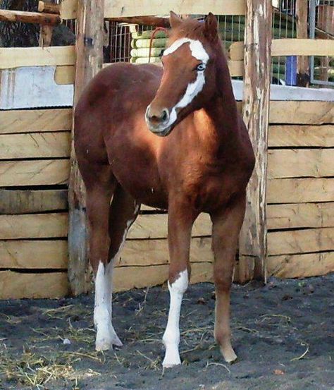 Facial Markings, Horses Beautiful, Rare Horse Breeds, Unusual Horse, Impossible Pie, Horse Markings, Rare Horses, Horse Coats, Horse Colors