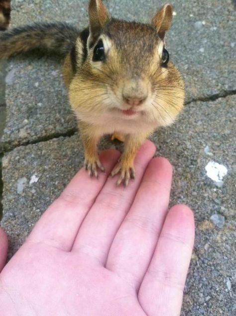 Pet Chipmunk, Eastern Chipmunk, Baby Chipmunk, Squirrel Pictures, Cute Squirrel, Baby Squirrel, Pretty Animals, Silly Animals, Like Animals