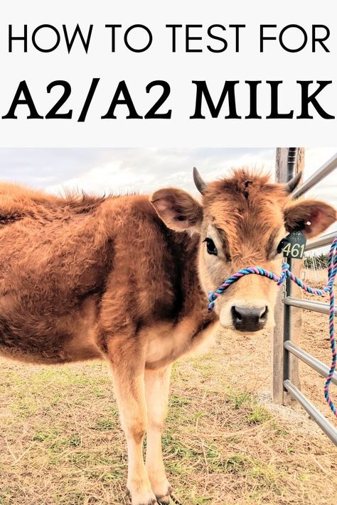 Milk Stanchion, Family Milk Cow, Dairy Cow Breeds, Dexter Cattle, A2 Milk, Miniature Cows, Raising Cattle, Beef Cow, Milk The Cow