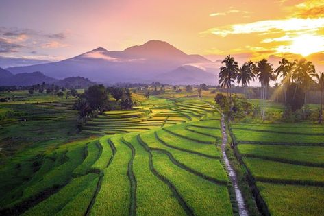 Indonesia Scenery, Asia Landscape, Sunrise Farm, Nature Sunrise, Asian Landscape, Rice Field, Morning View, Wallpaper Laptop, Photo Beautiful