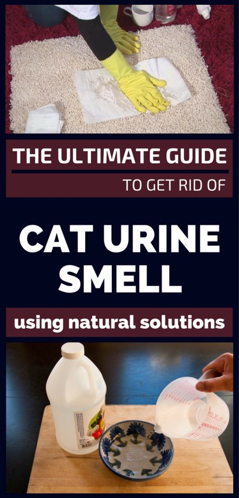 The Ultimate Guide To Get Rid Of Cat Urine Smell Using Natural Solutions - 101CleaningTips.net Remove Cat Urine Smell, Cat Urine Remover, Cat Pee Smell, Cat Urine Smells, Steam Machine, Pee Smell, Mold In Bathroom, Urine Smells, Cat Pee