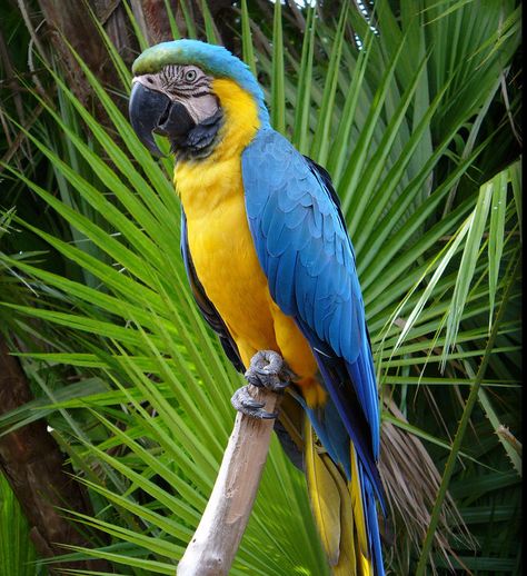 https://flic.kr/p/Twi1NH | yellow chest Parrot Quotes, Macaw Art, Beautiful Parrots, Blue And Gold Macaw, Wild Animals Painting, Parrot Pet, Blue Macaw, Funny Parrots, Macaw Parrot