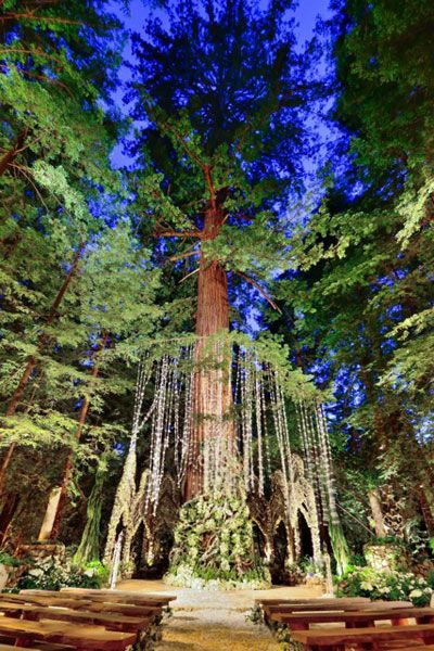 Alyson and Roderick's Wedding Romantic Outdoor Wedding Ceremony, Preston Bailey Wedding, Wedding Themes Ideas, Redwood Forest Wedding, Forest Weddings, Preston Bailey, Woodland Wedding Inspiration, Redwood Wedding, Romantic Outdoor Wedding