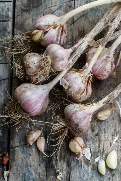 Garlic Drying, Curing Garlic, How To Plant Garlic, Plant Garlic, Dried Garlic, Hardneck Garlic, Garlic Bulbs, Big Tasty, Planting Garlic