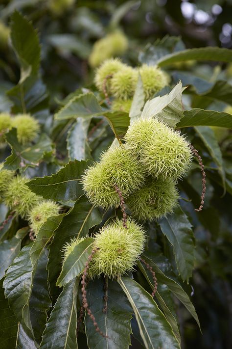 Chesnut Tree, Sweet Chestnut Tree, Drawing Subjects, Homeschool Binder, Castle Project, Chestnut Tree, Broadleaf Evergreen, American Chestnut, Sweet Chestnut