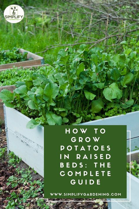 "Discover the secrets to bountiful potato harvests with our comprehensive guide on growing potatoes in raised beds! 🥔🌱 #GardeningTips #PotatoLovers #RaisedBedGardening" Raised Potato Garden Beds, Growing Potatoes In Raised Beds, Potato Gardening, Growing Sweet Potatoes, Planting Potatoes, Starting A Vegetable Garden, Vegetable Garden Diy, Growing Potatoes, Organic Vegetable Garden