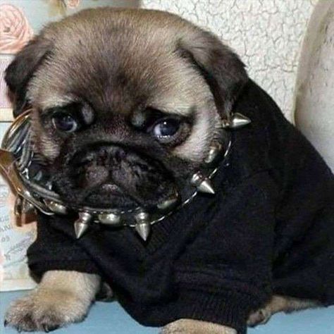 Pug, Black