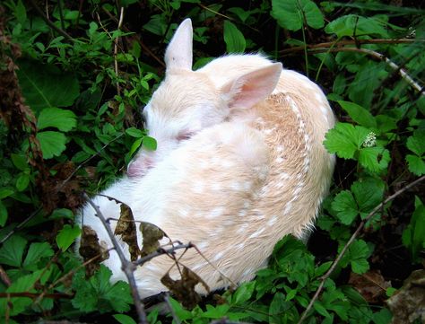 Albino Deer, Rare Albino Animals, Deer Photos, Albino Animals, Animal Fun, Rare Animals, Pretty Animals, White Living, Whitetail Deer