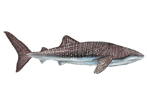 Rhincodon typus CHONDRICHTHYES whale shark Whale Shark Side View, Whale Shark Drawing, Side View Drawing, Shark Illustration, Shark Drawing, Sperm Whale, Visual Communication Design, Side Tattoos, Magazine Illustration