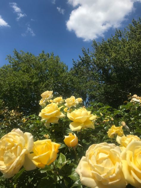 Flowers sunny sun summer aesthetic garden roses Sunny Asethic, Sunny Day Pictures, Sunny Day Aesthetic, Roses Yellow, Yellow Umbrella, Vision Board Pictures, Spotify Covers, Grasshoppers, Dancing Aesthetic