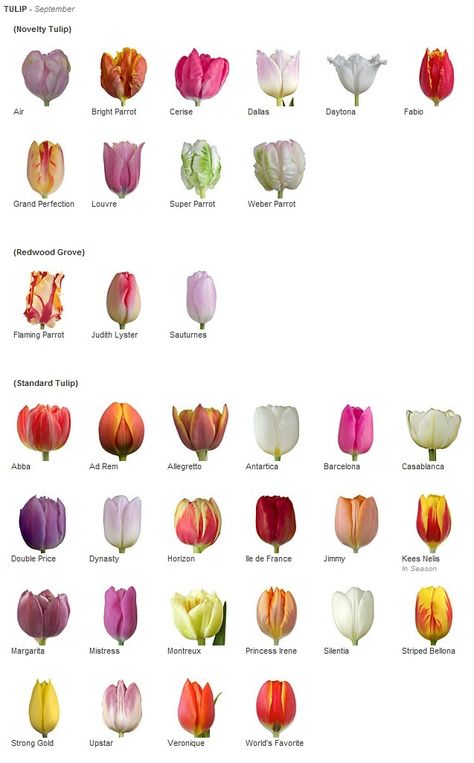 Types Of Tulips, Growing Tulips, Floristry Design, Tulip Bulbs, Tulips Garden, Flower Guide, Nothing But Flowers, Have Inspiration, Flower Names