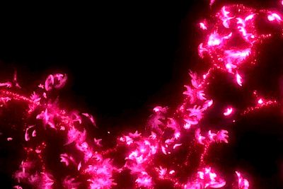 Neon Pink Discord Banner Gif, Dark Pink Discord Banner Gif, Neon Pink Banner Gif, Hot Pink Banner Gif, Pink And Black Banner Gif, Dark Pink Aesthetic Gif, Pink Gif Aesthetic, Hot Pink Gif, Dark Pink Banner